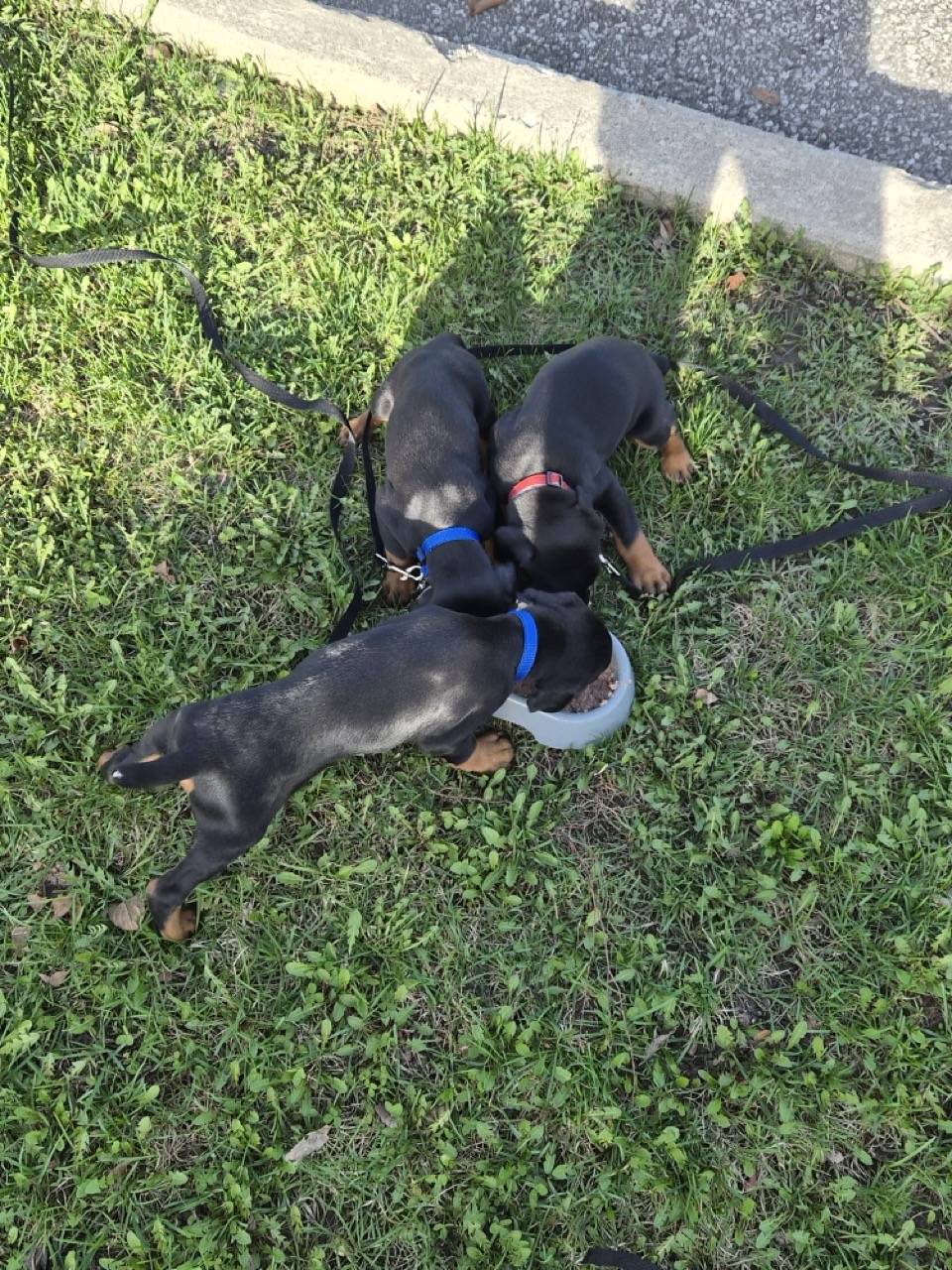 Purebred Doberman Puppies