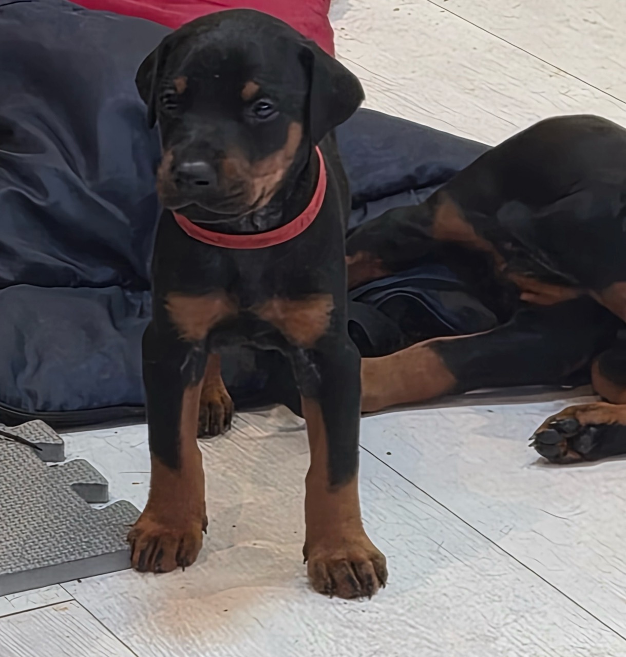 Purebred Doberman Puppies