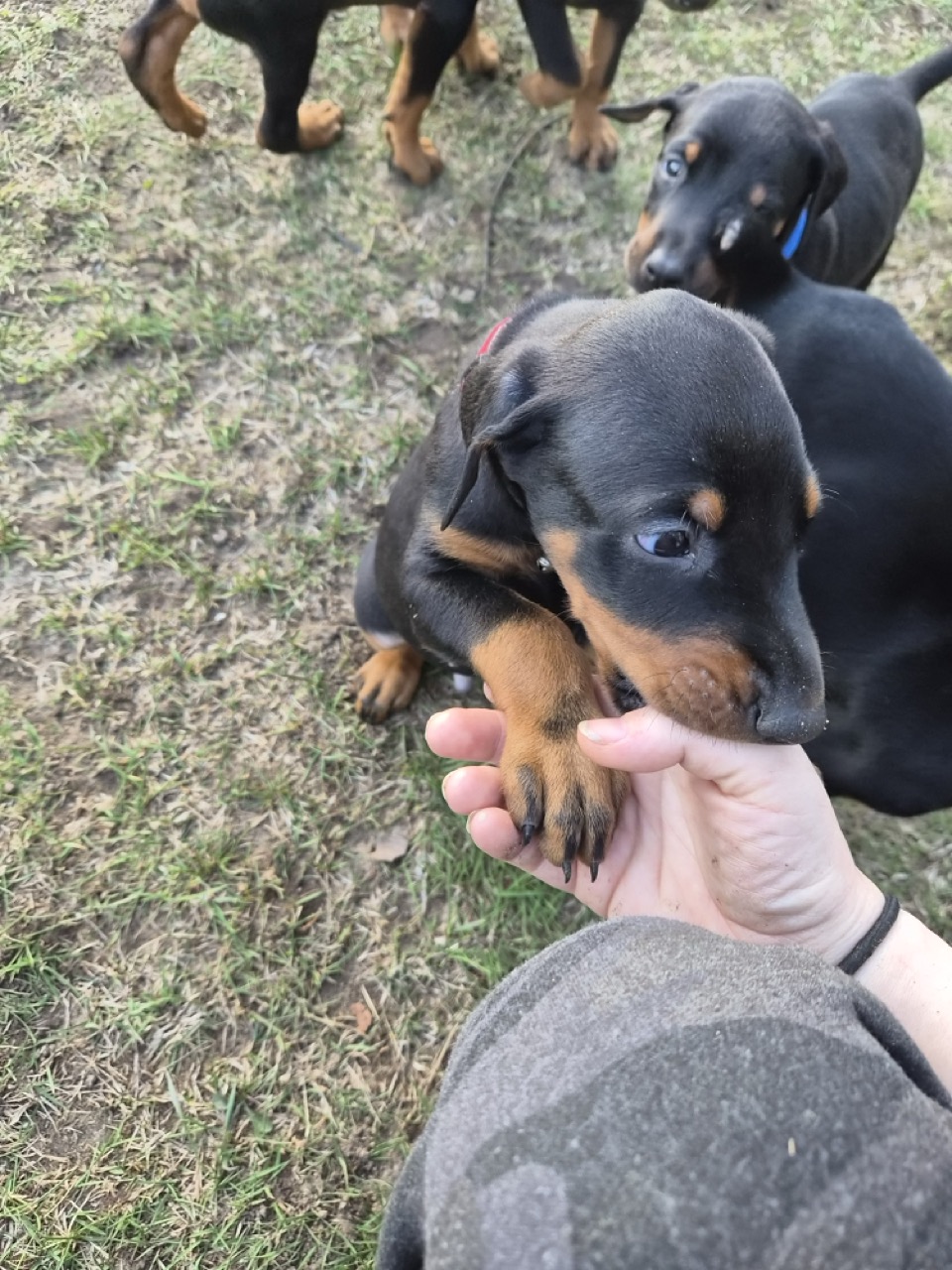 Purebred Doberman Puppies