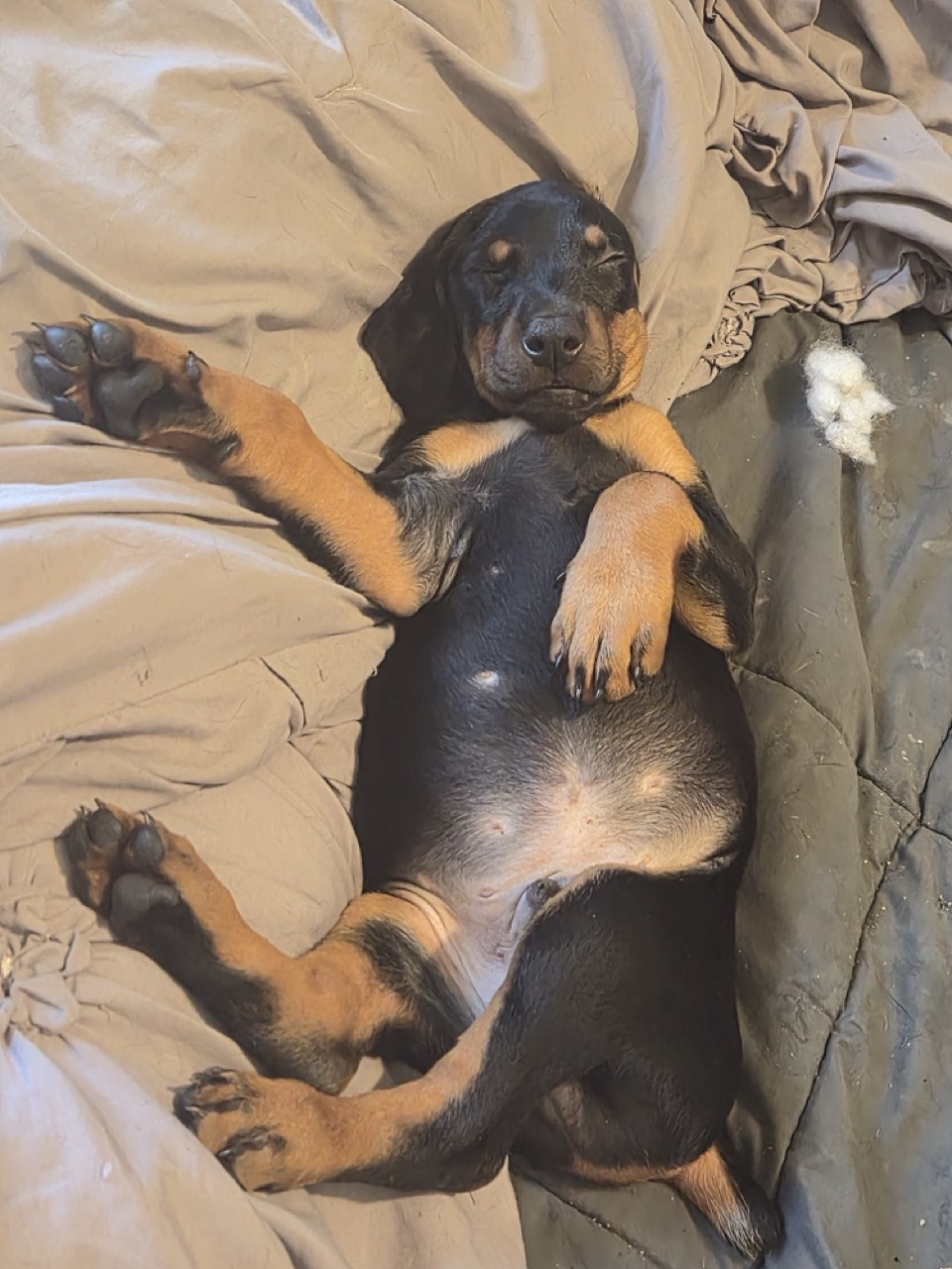 Purebred Doberman Puppies