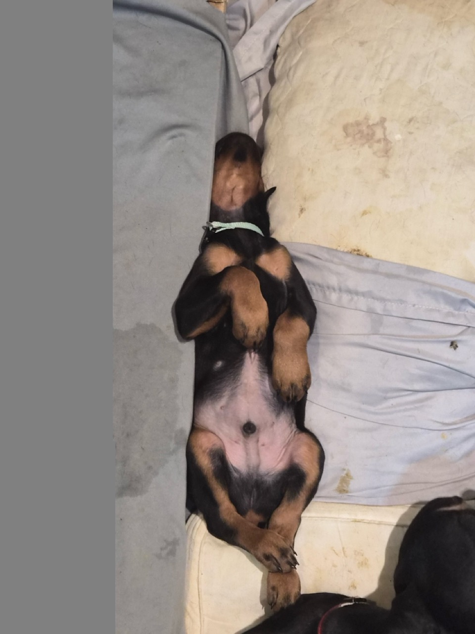 Purebred Doberman Puppies