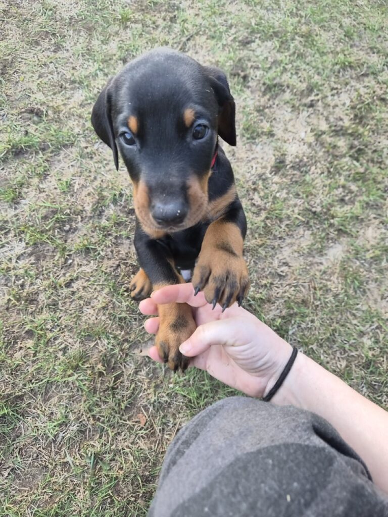 Purebred Doberman Puppies ready to find their new loving Homes