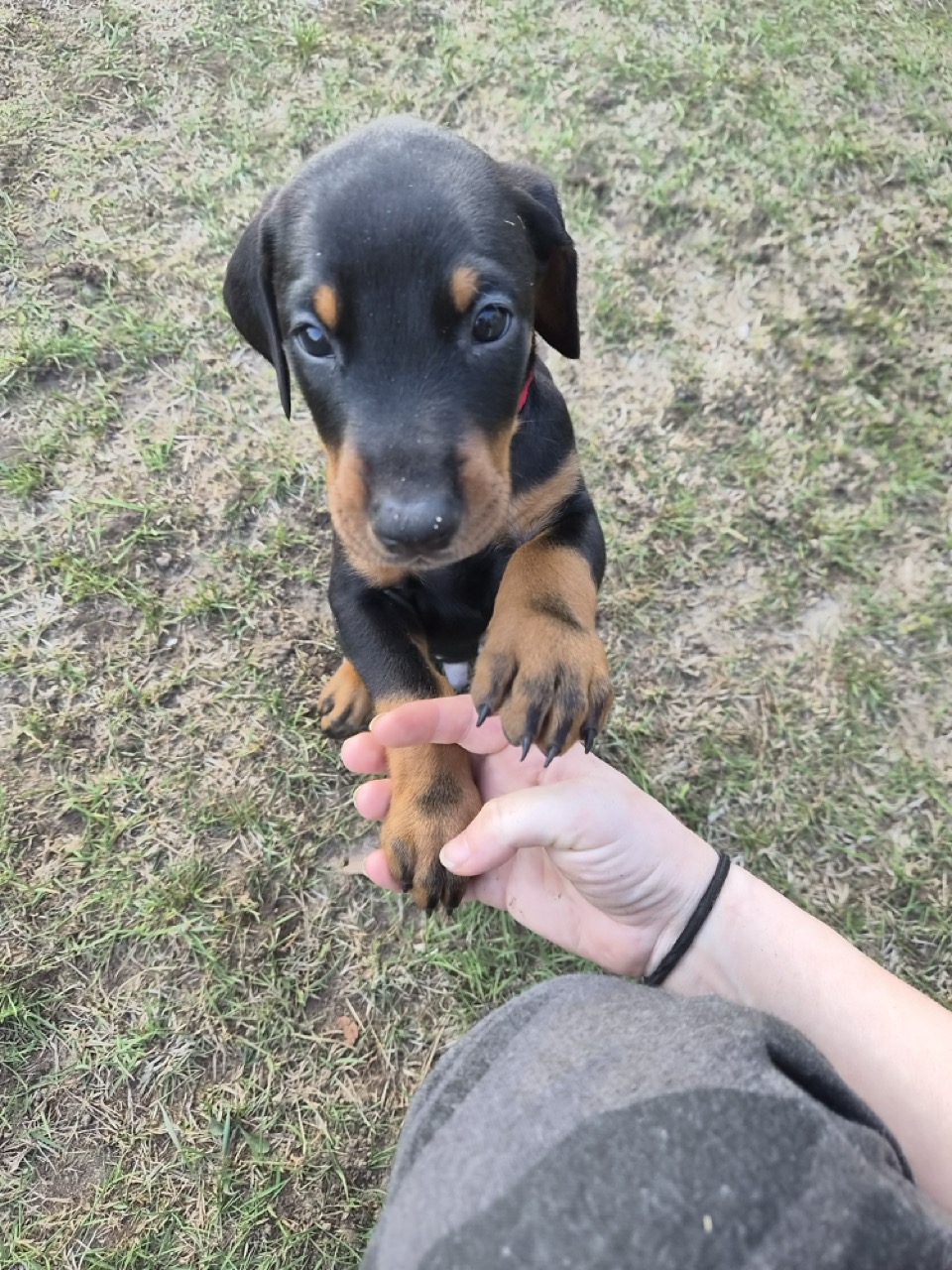 Purebred Doberman Puppies ready to find their new loving Homes