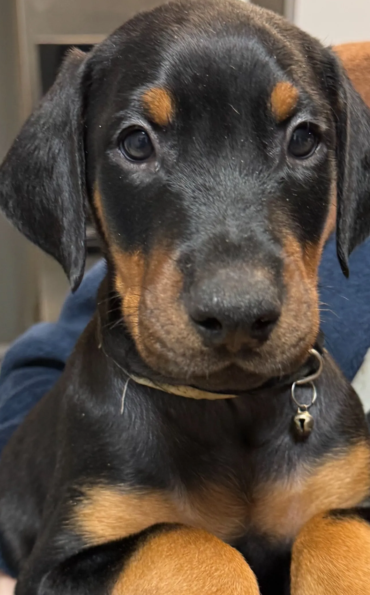 Purebred Doberman Puppy