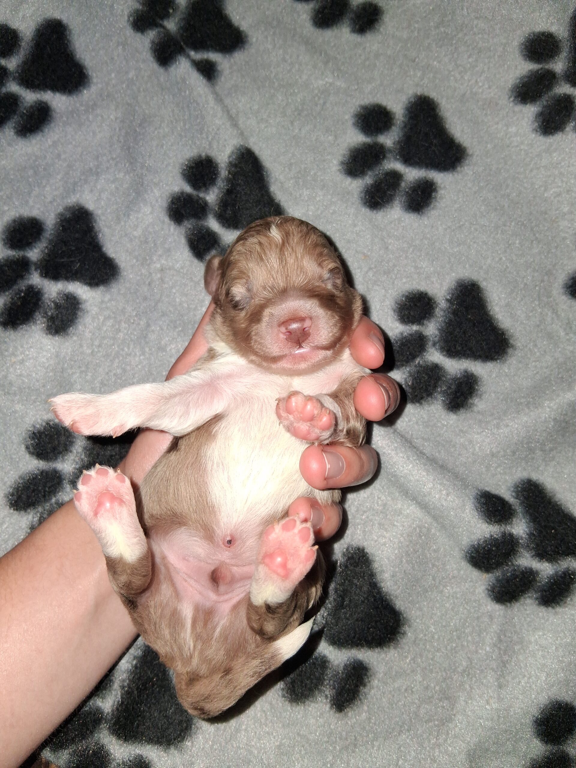 Puppies for sale
