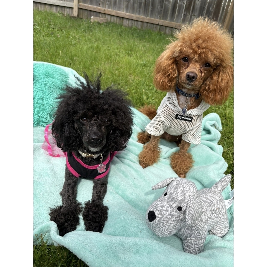 Puppies for sale
