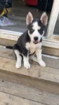 Puppies for sale