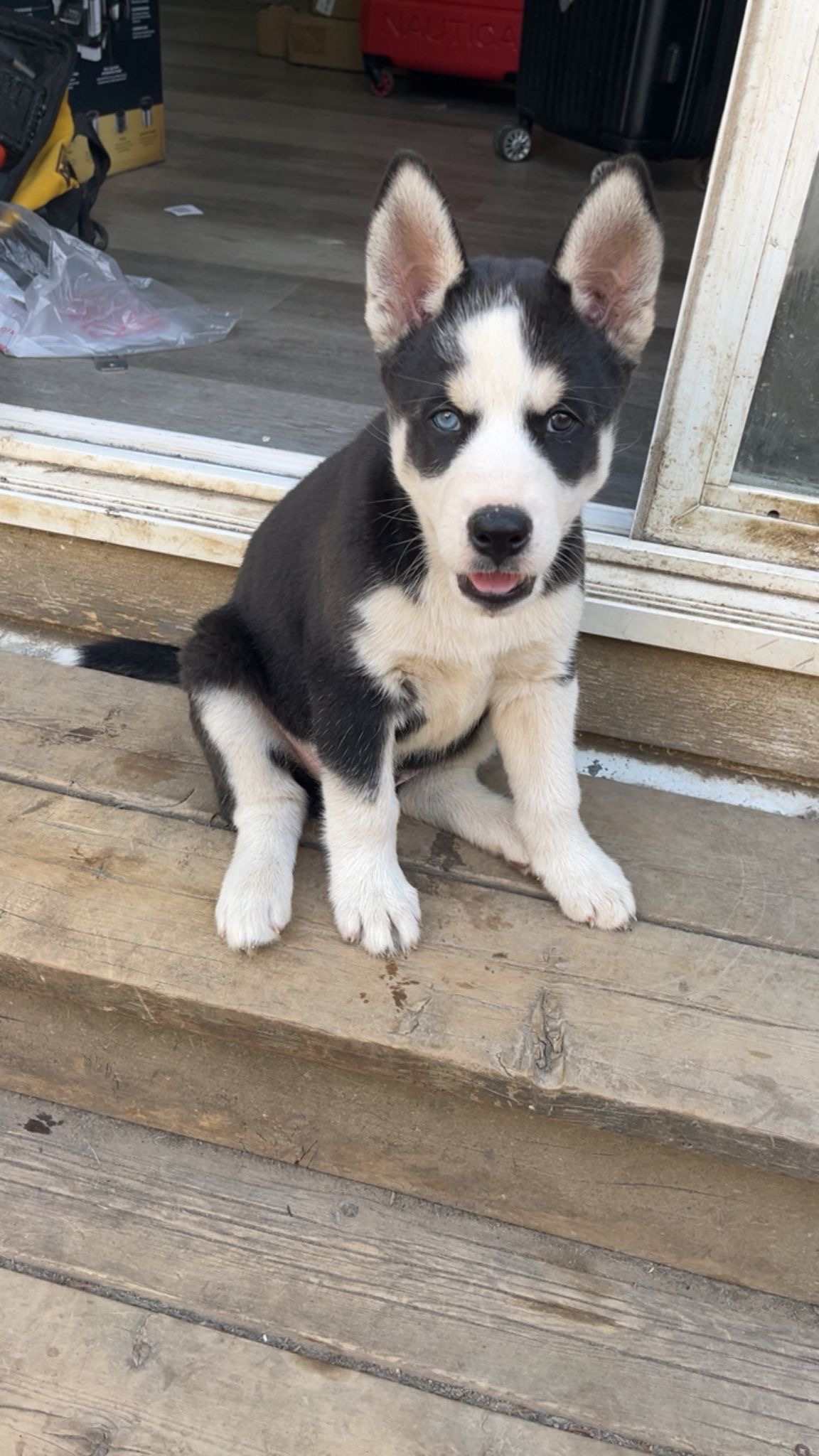 Puppies for sale