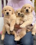 Golden retriever puppies for sale