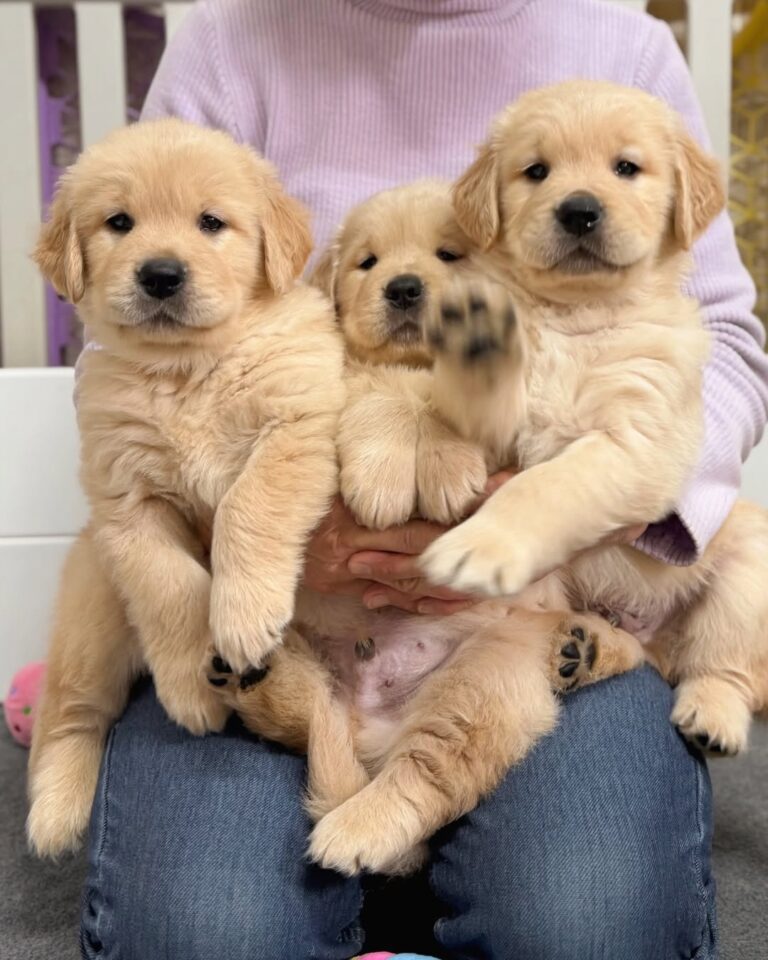 Golden Retriever puppies