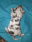 Puppies for sale