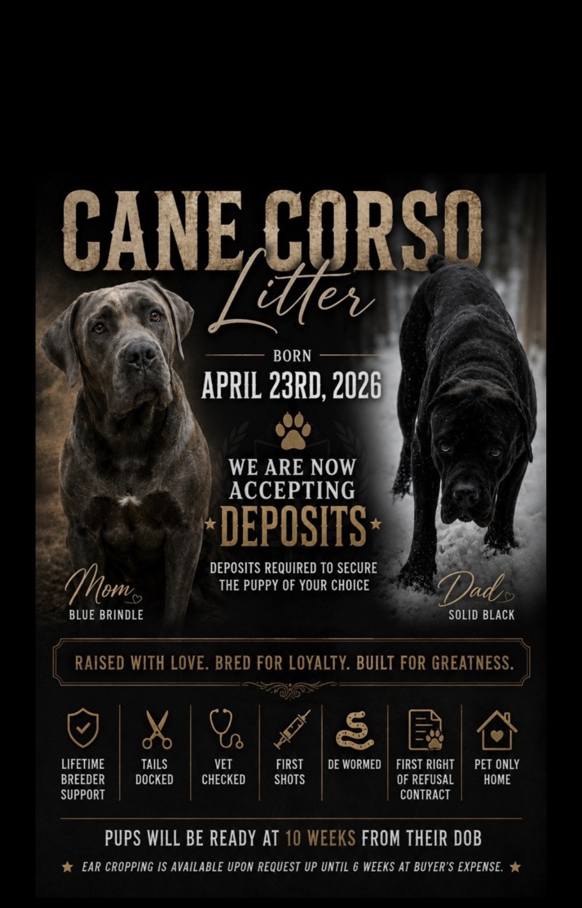 Puppies for sale