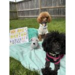 Puppies for sale