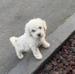 Purebred Bichon puppies