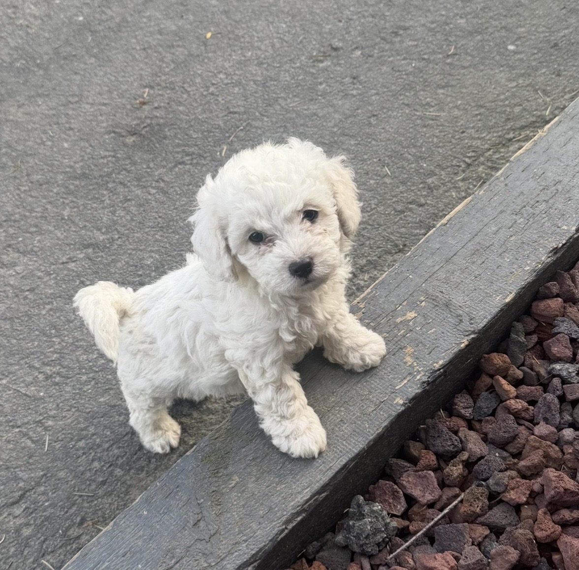 Purebred Bichon puppies