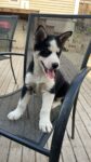 Puppies for sale
