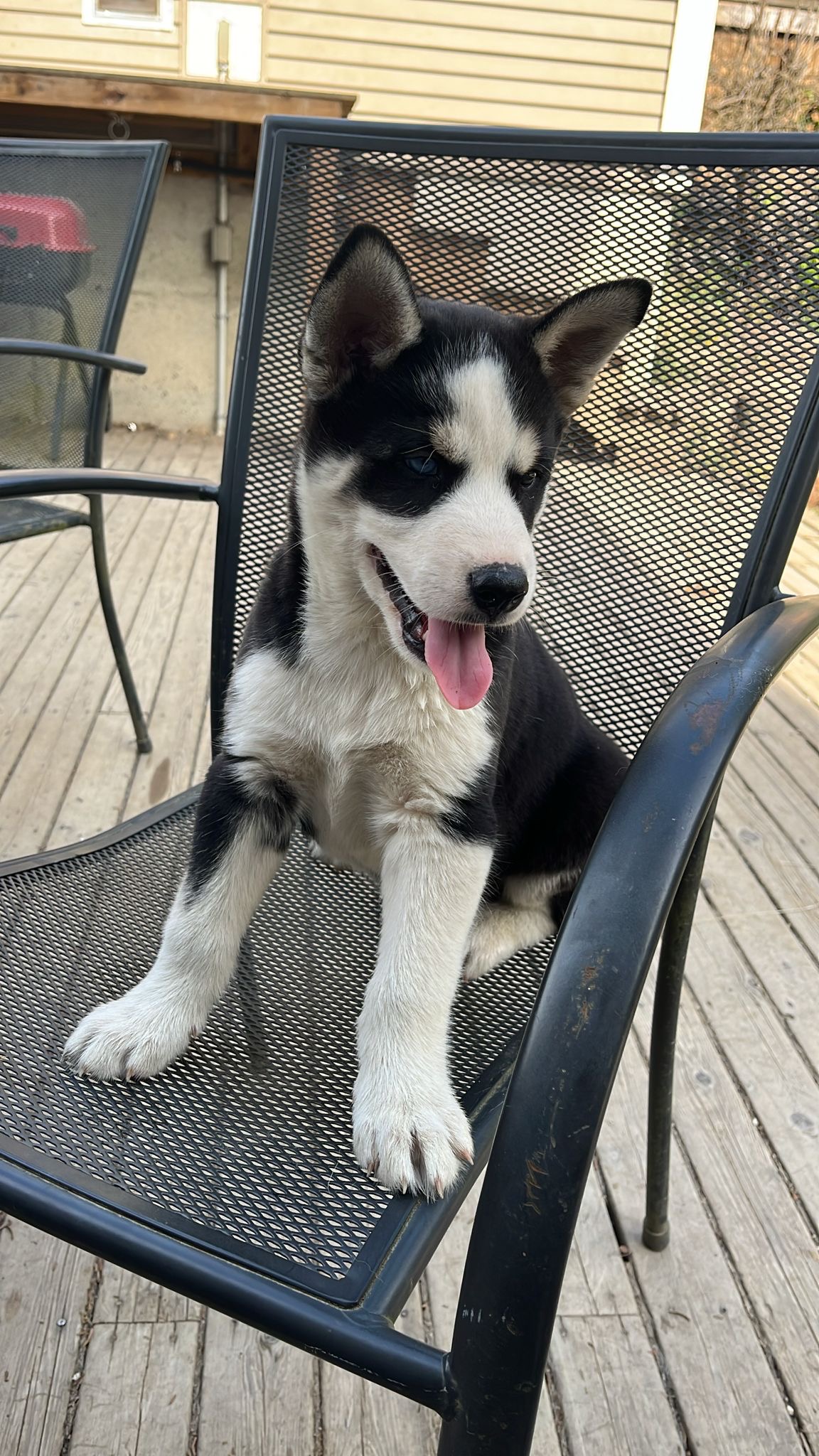 Puppies for sale