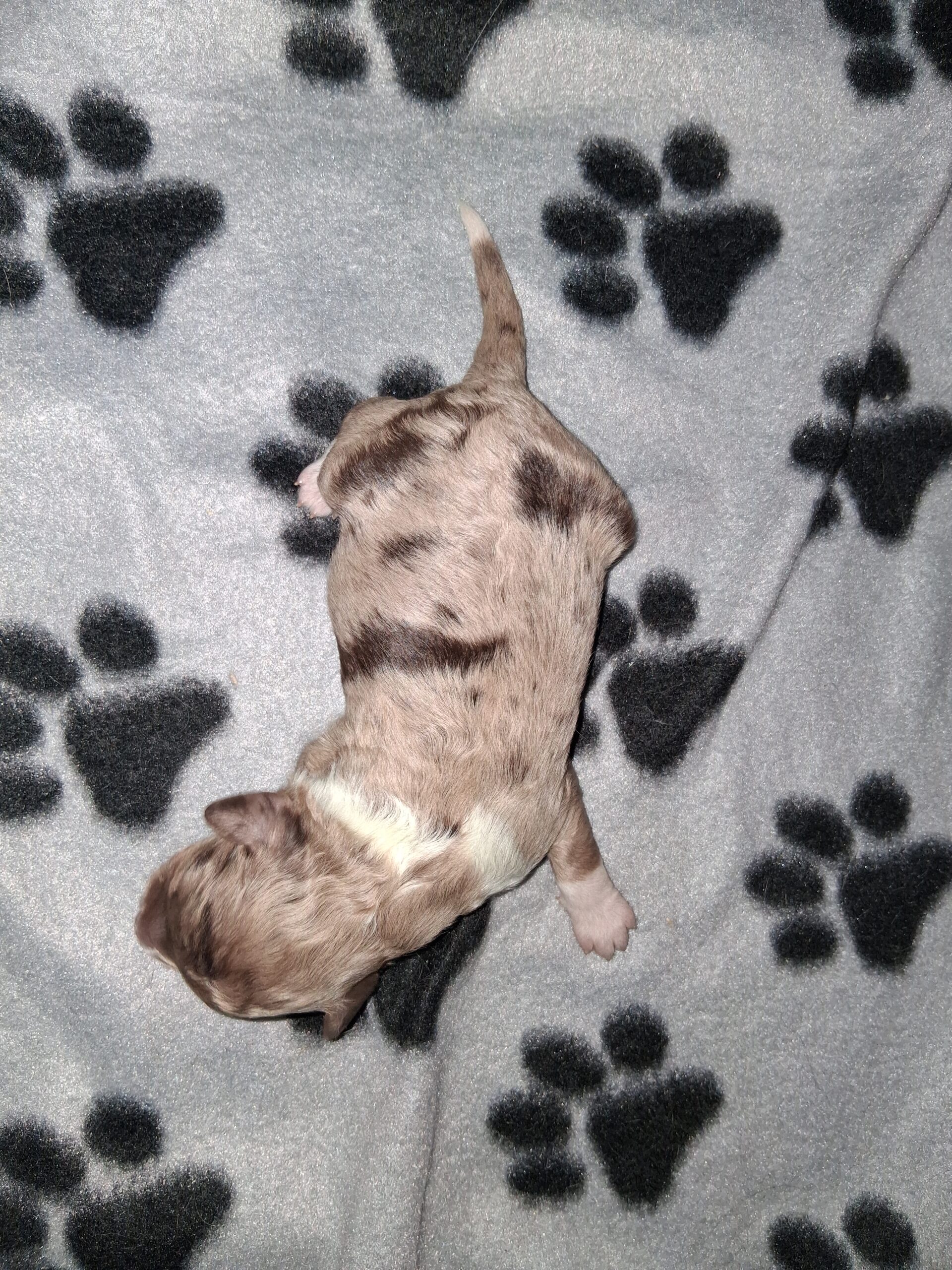 Puppies for sale