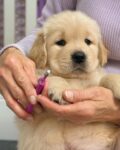 Golden retriever puppies for sale