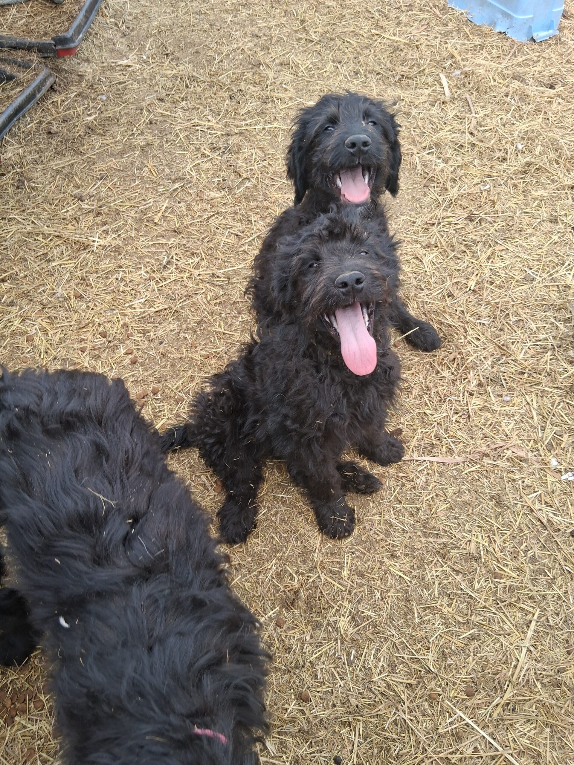 Puppies for sale