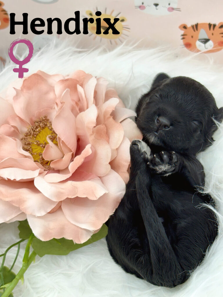 CKC Registered Portuguese Water Dog Puppies!