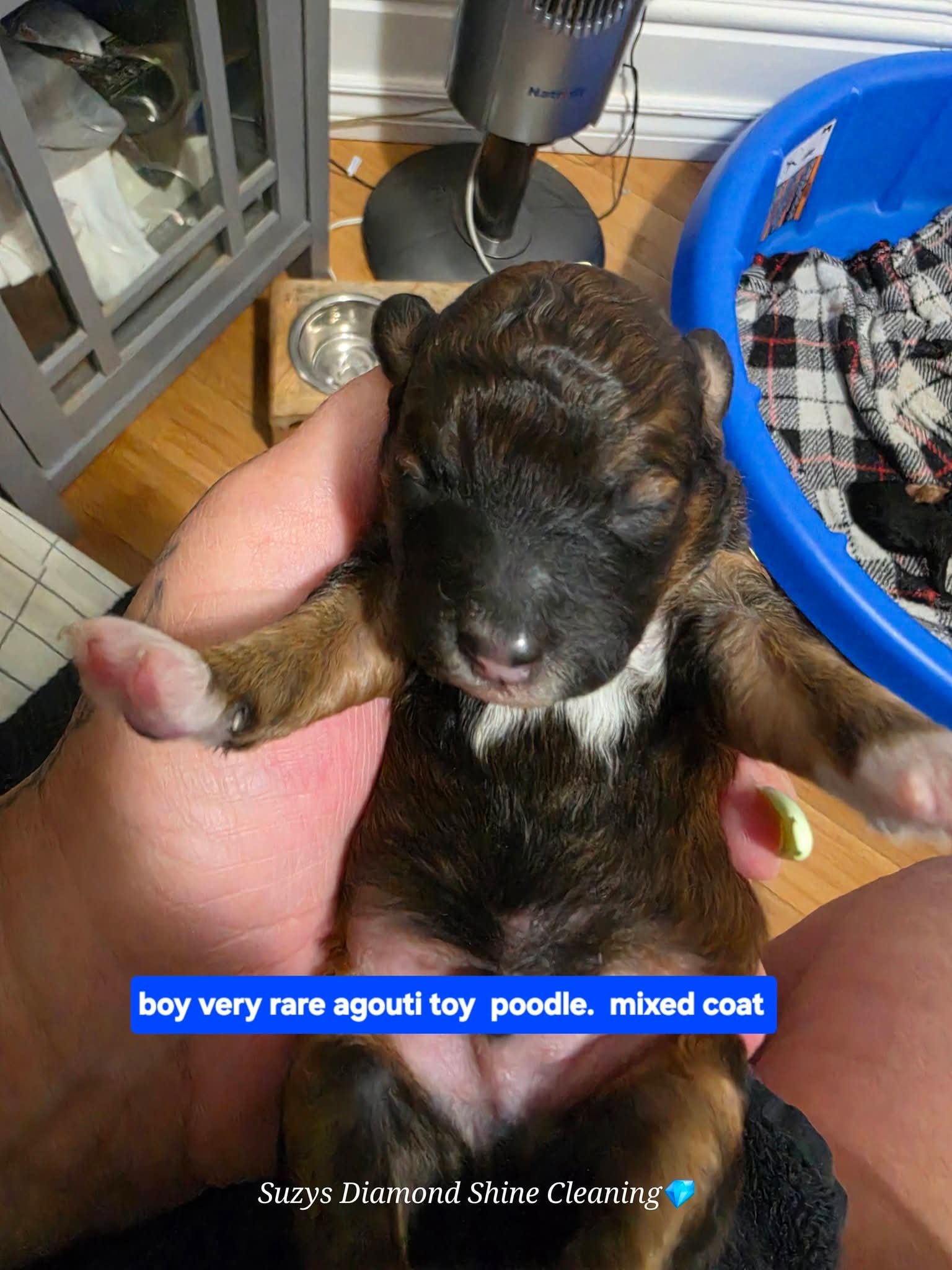 Puppies for sale