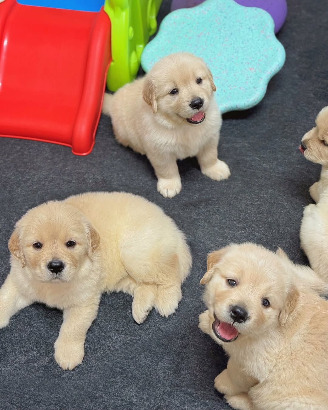Golden retriever puppies for sale