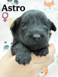 CKC Registered Portuguese Water Dog Puppy
