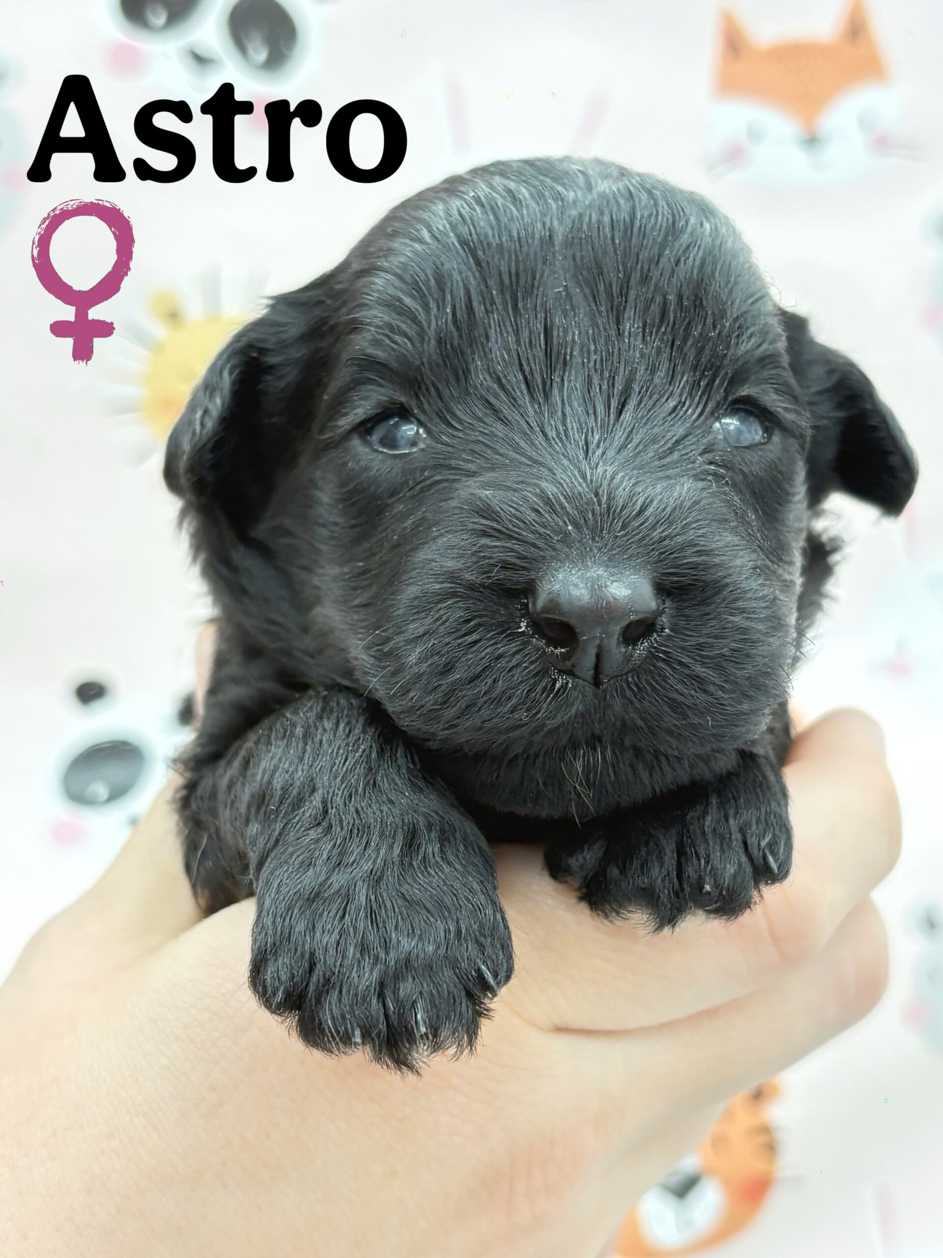 CKC Registered Portuguese Water Dog Puppy