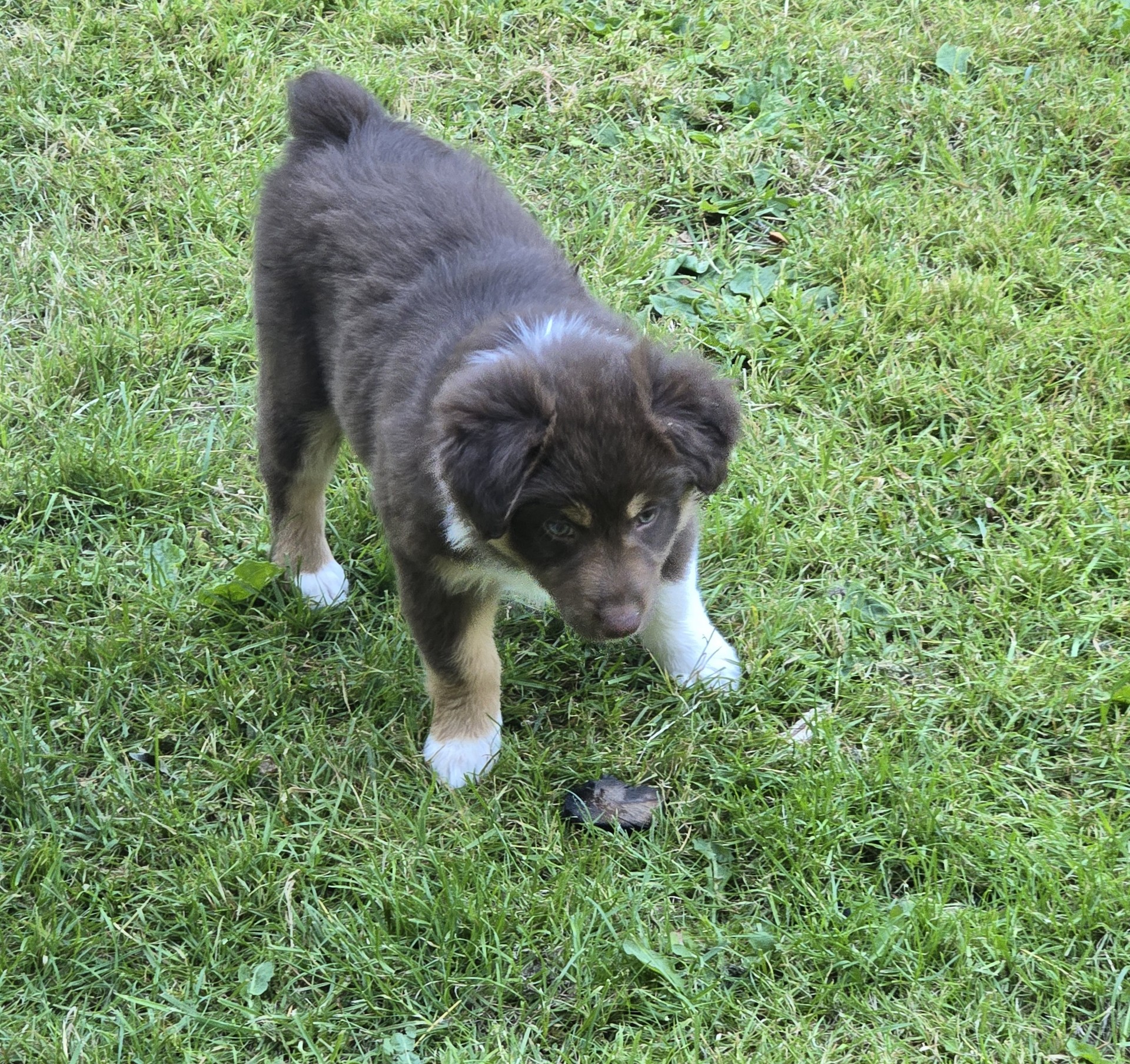 Moka - Pure Aussie Shepherd puppy