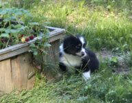 Finn - Pure Aussie Shepherd puppy