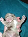 Puppies for sale