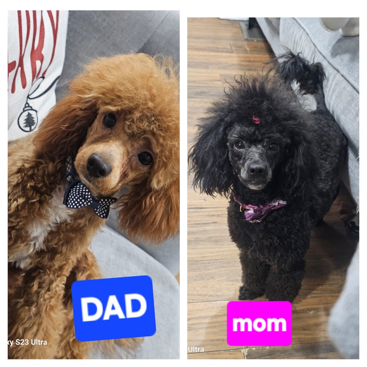 Puppies for sale