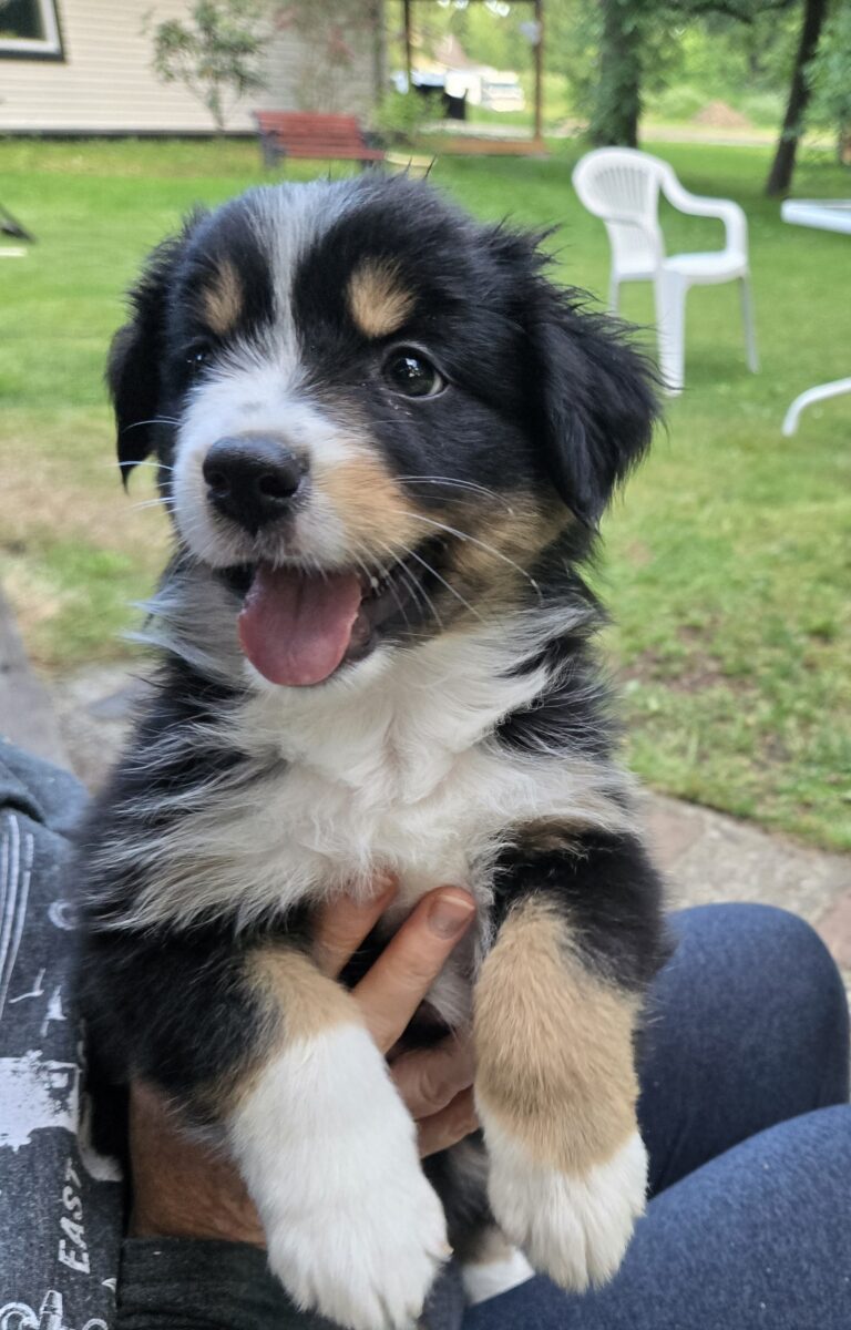 Australian Shepherd Puppies!