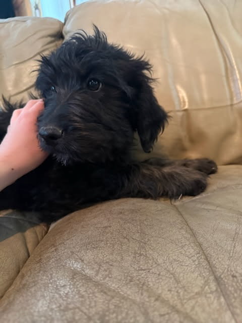 Puppies for sale