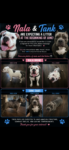 Puppies for sale
