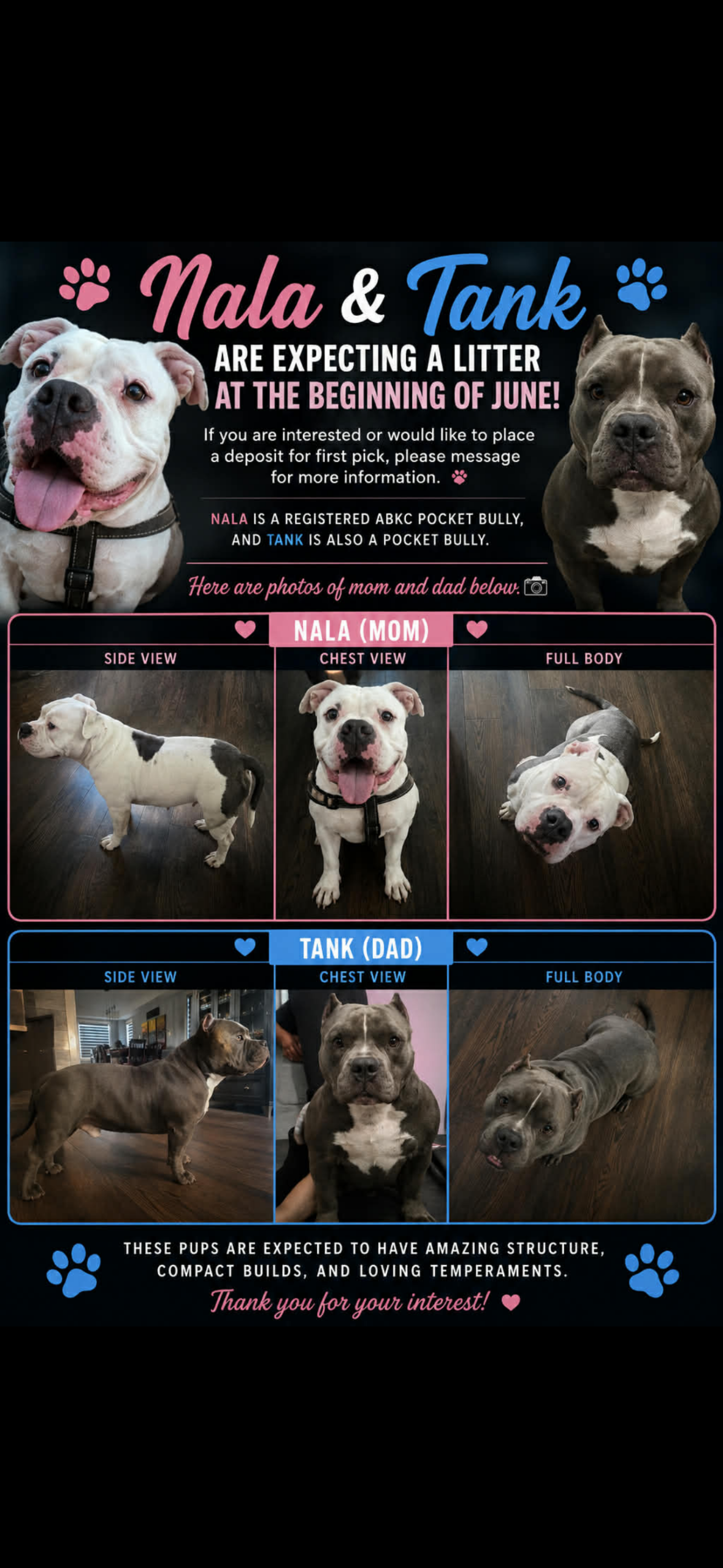 Puppies for sale