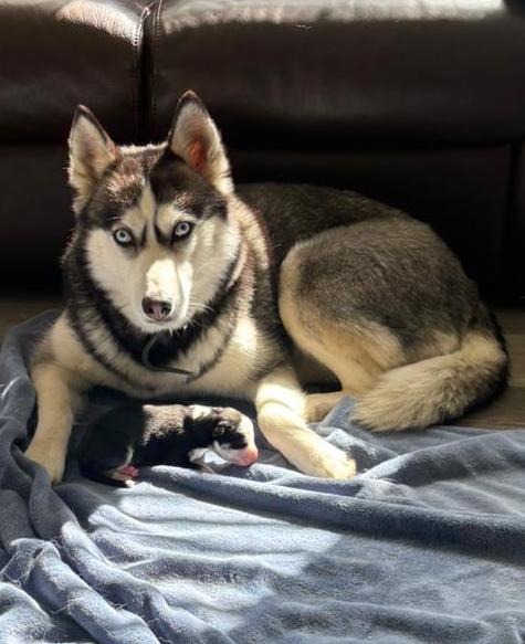 Puppies for sale
