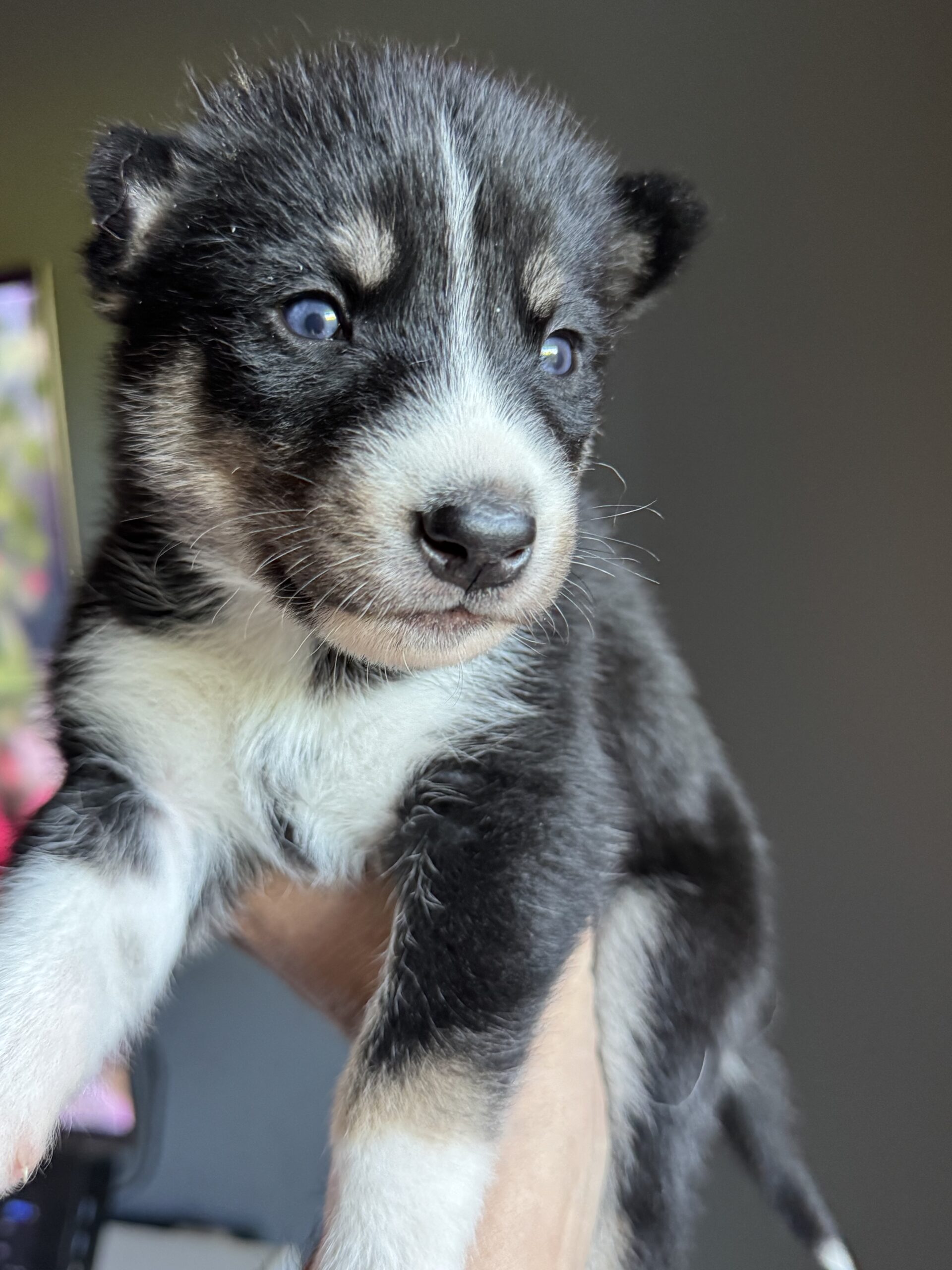 Blue eyes siberian husky puppies