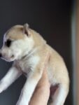 cream/sable siberian husky puppies