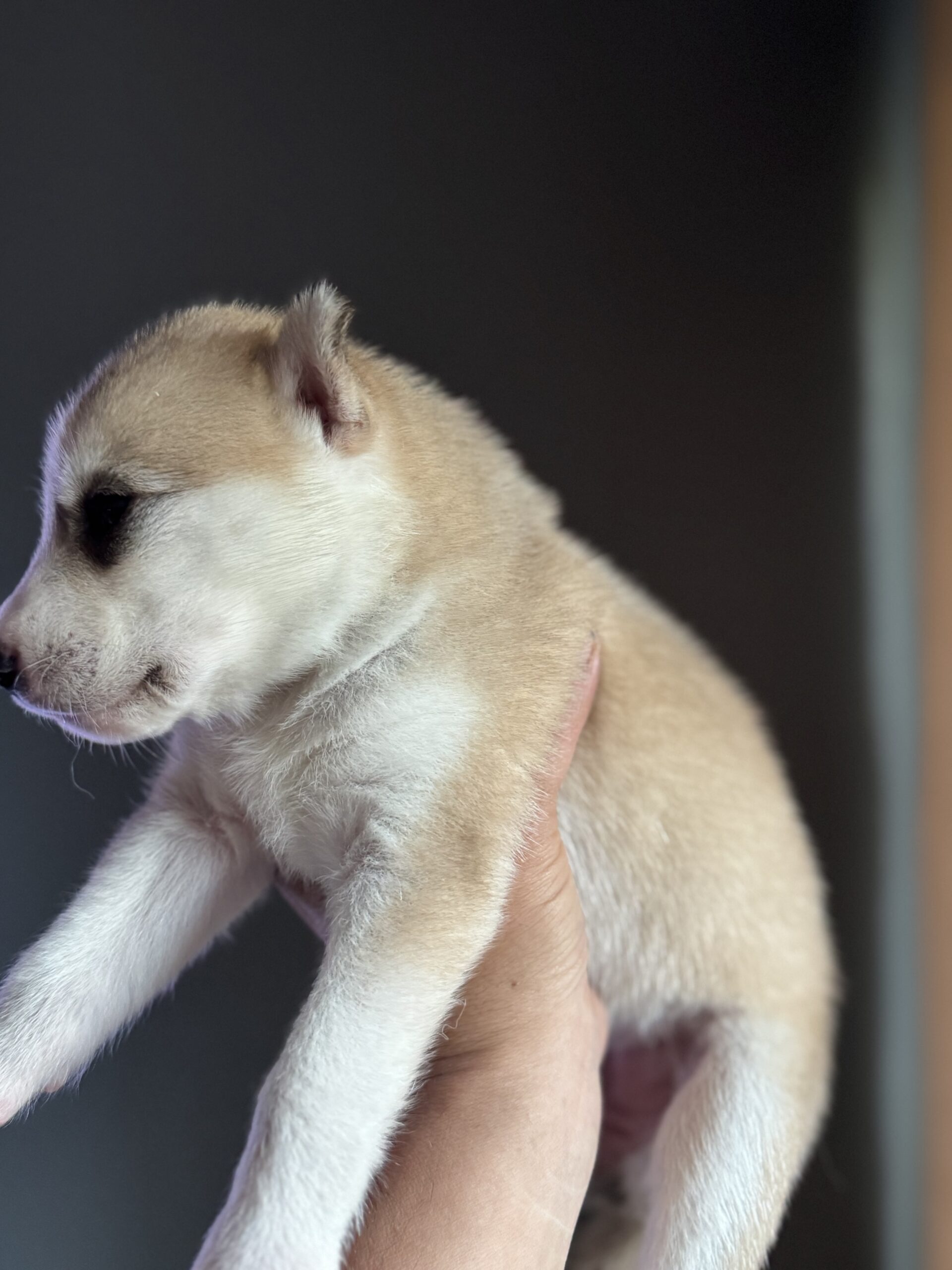 cream/sable siberian husky puppies