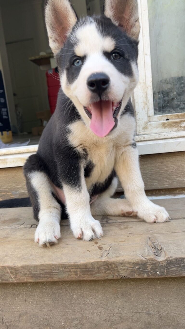 Siberian Husky puppy