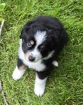 Finn - Pure Aussie Shepherd Puppy