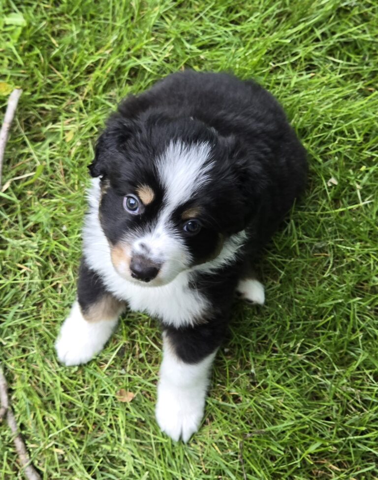 Pure Aussie Shepherds looking for their forever homes!