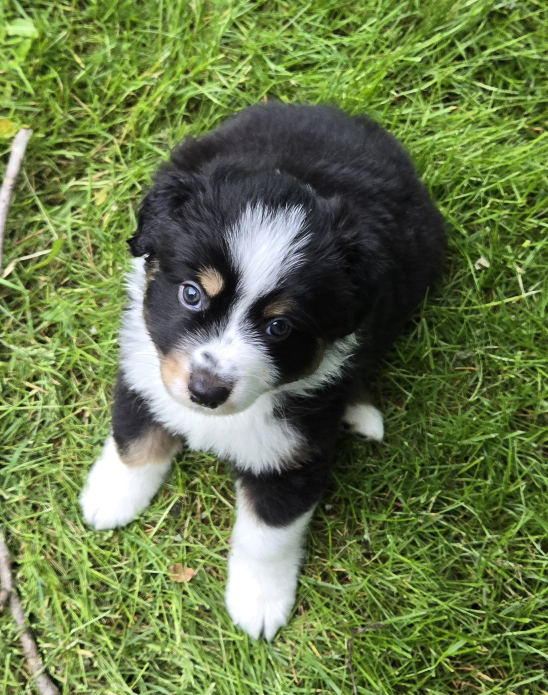 Finn - Pure Aussie Shepherd Puppy
