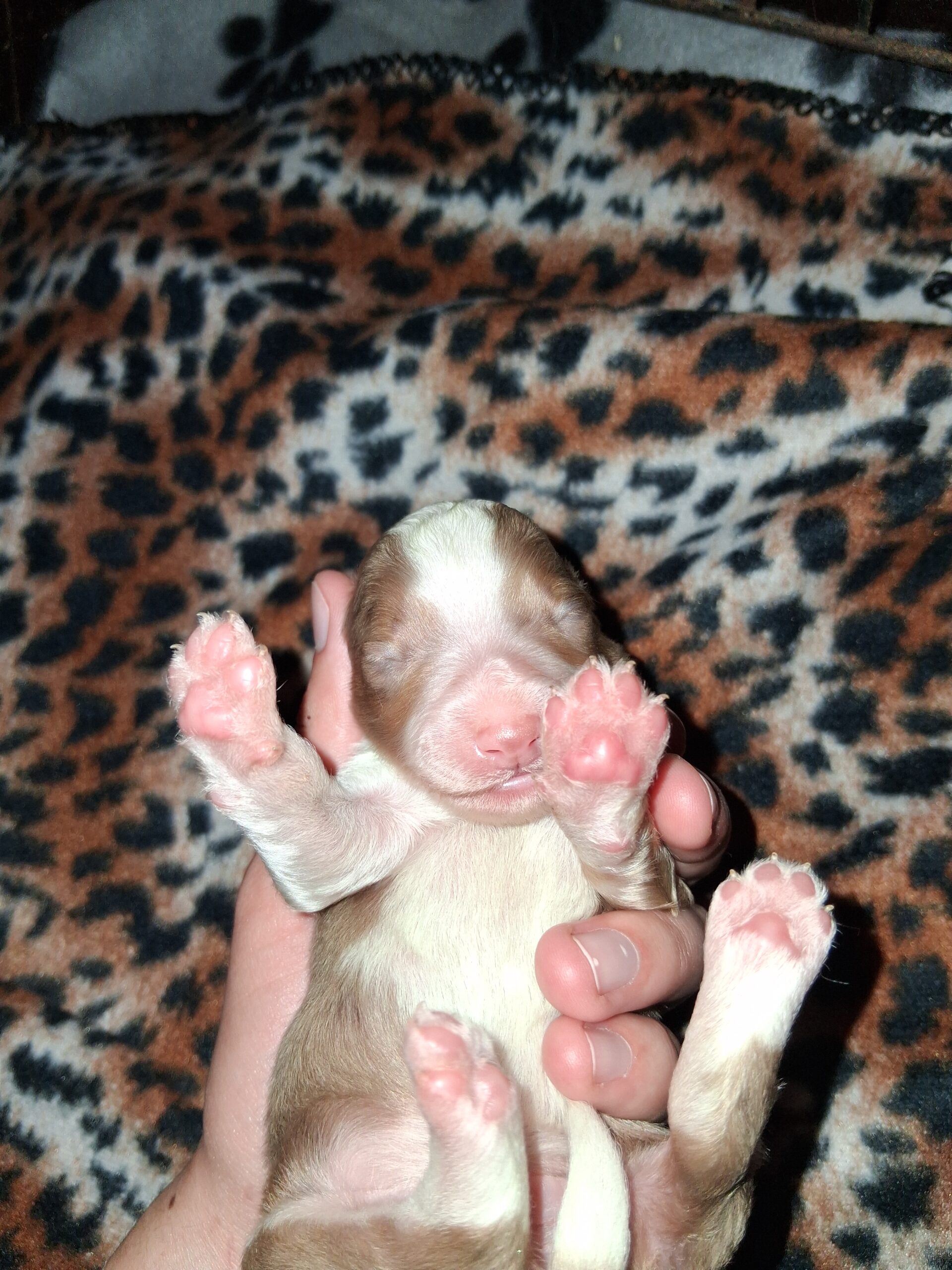 Puppies for sale