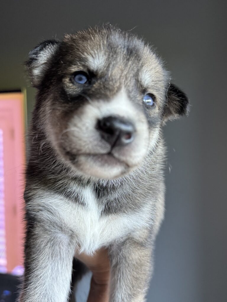 Chiot husky sibérien 100% pure race, puppies sibérian husky