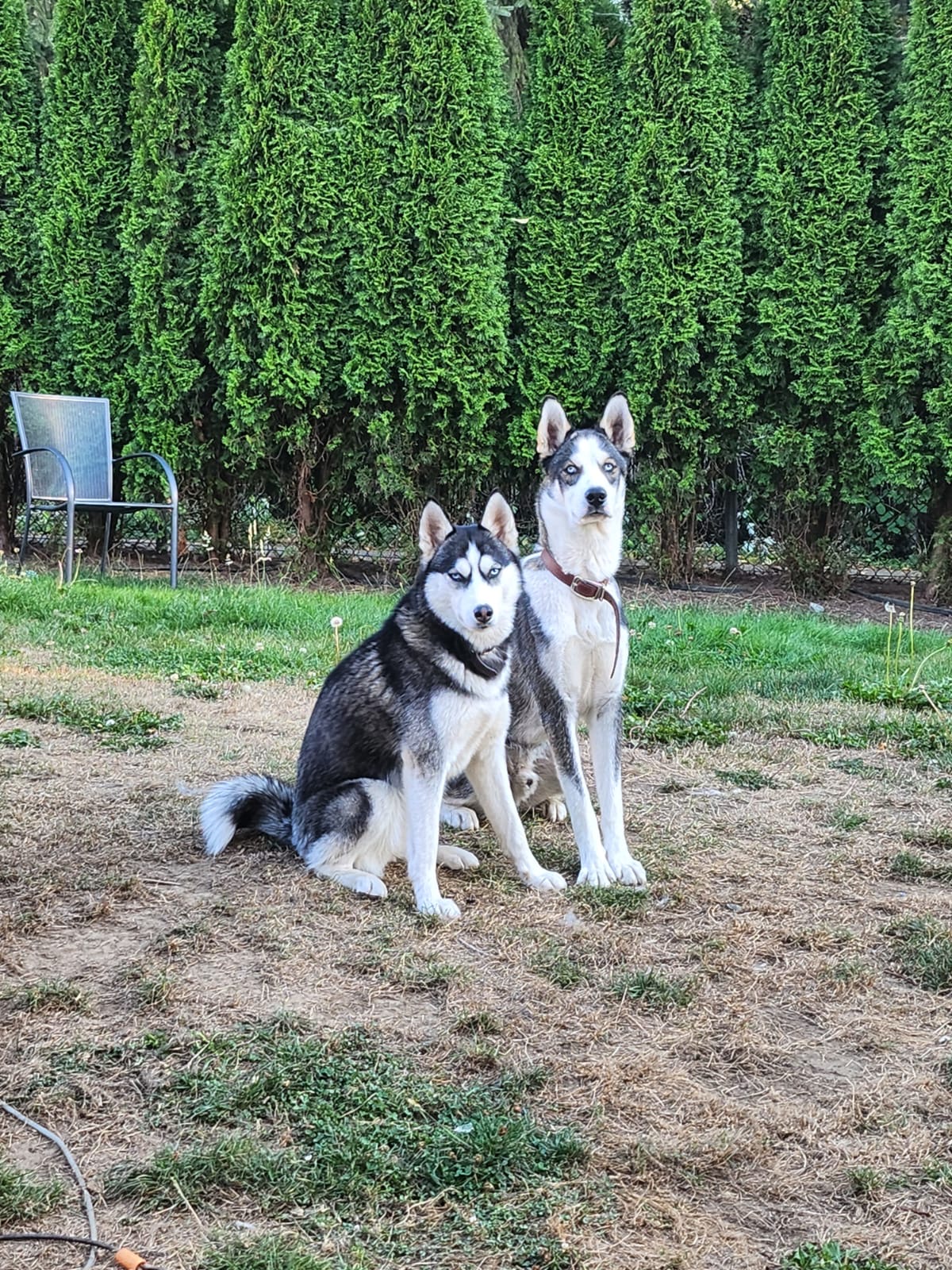 Puppies for sale