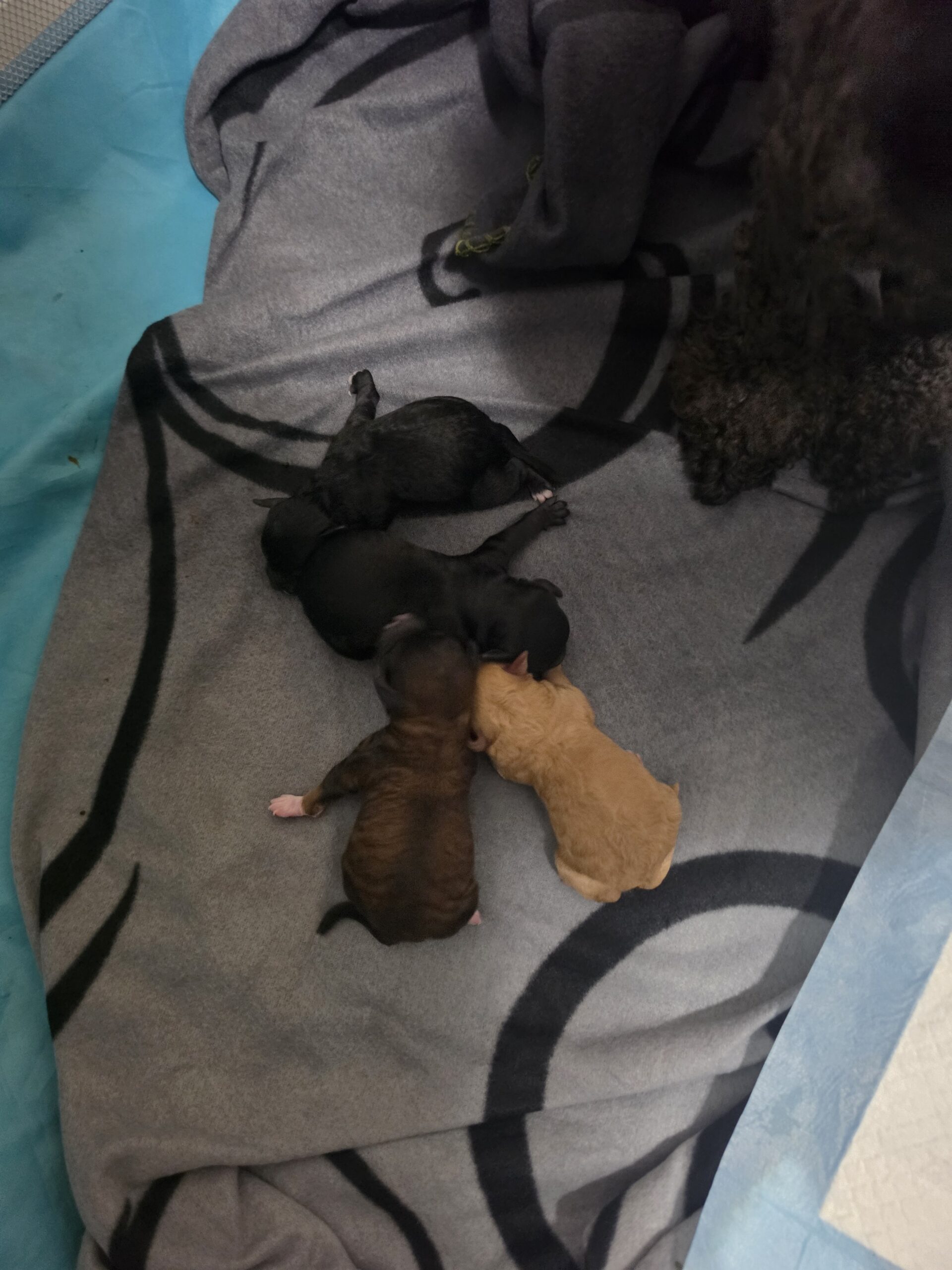 Puppies for sale