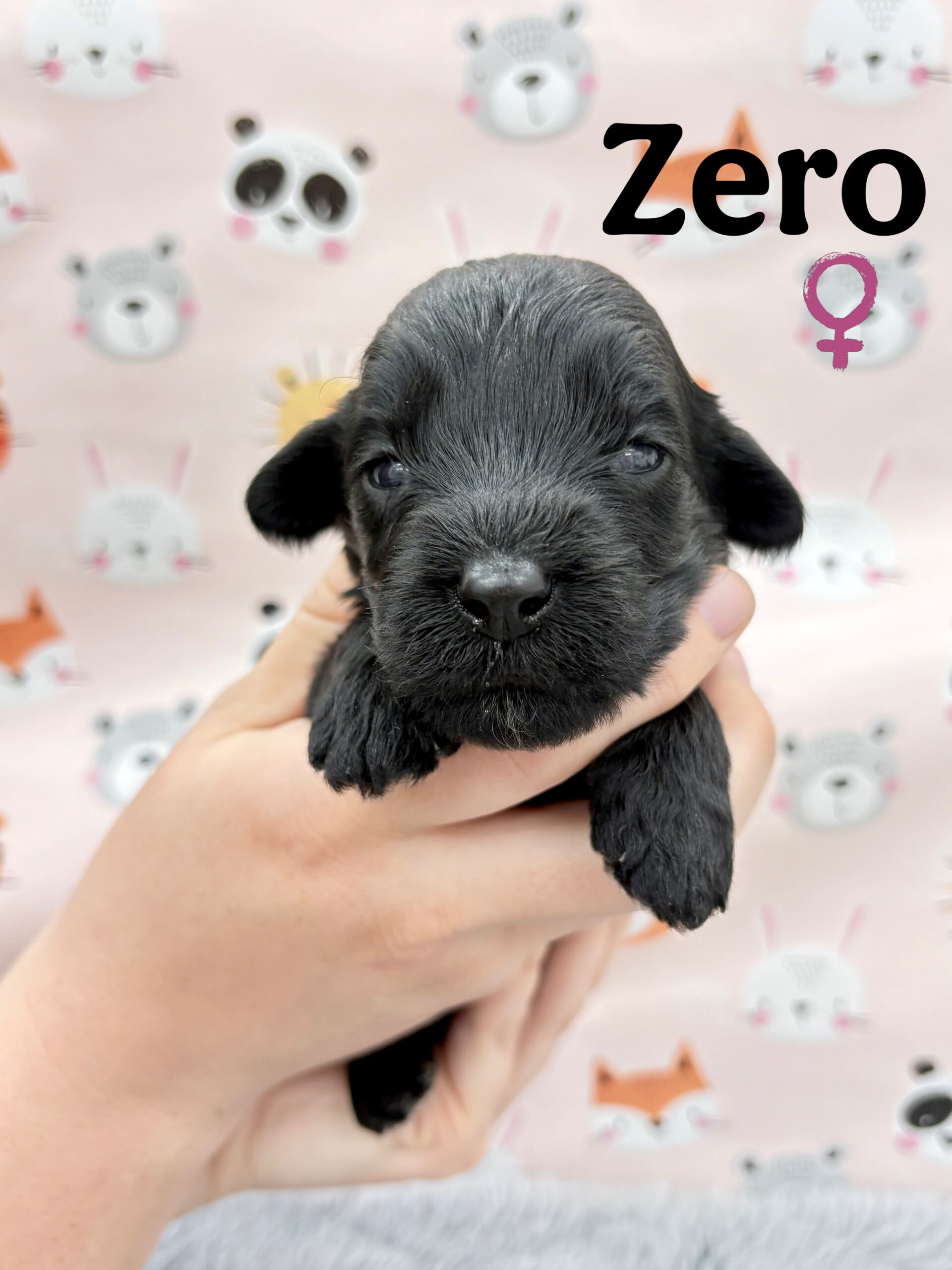 CKC Registered Portuguese Water Dog Puppy